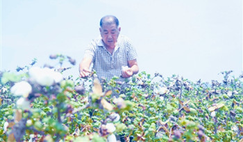 南繁棉花新品種石遠(yuǎn)321：對(duì)照增產(chǎn)26.5％