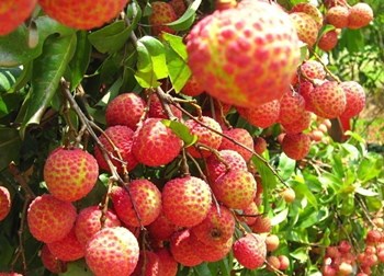 ?？冢捍蝽懟鹕嚼笾ζ放铺嵘r(nóng)產(chǎn)品競爭力