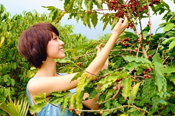 澄邁福山從荒草滿坡到游客紛至，咖啡產(chǎn)業(yè)功不可沒