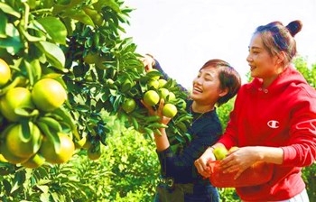金秋時節(jié)，澄邁福橙將迎來收獲季