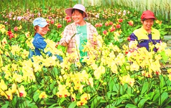 海南全省花卉生產(chǎn)面積達(dá)19.6萬畝，年產(chǎn)值達(dá)54億元