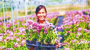 東方市成立蘭花種植合作社 讓貧困戶升級(jí)為技術(shù)農(nóng)民