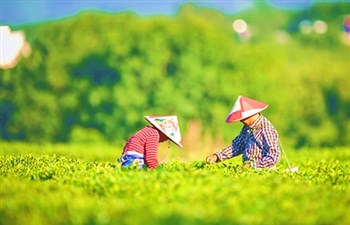 白沙：發(fā)展特色產(chǎn)業(yè)打造品牌提高附加值