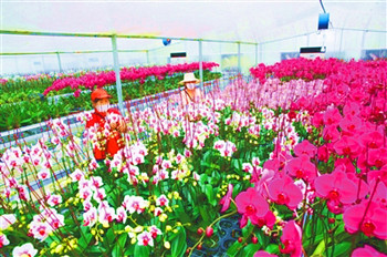 ?？冢?0多萬株花陸續(xù)銷往廣等地