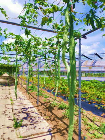 文昌航天瓜菜性狀穩(wěn)定果蔬進(jìn)入試種階段
