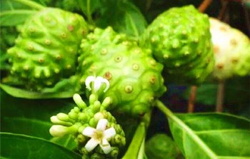保亭諾麗果：味道獨(dú)特，營(yíng)養(yǎng)價(jià)值高