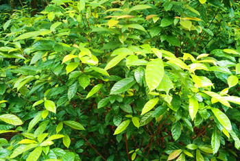 七仙嶺鷓鴣茶：湯色金黃，口感清爽，有獨特香氣