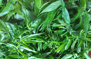 保亭憂遁草：營(yíng)養(yǎng)價(jià)值很高、無(wú)毒野菜，綠色農(nóng)產(chǎn)品