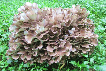 保亭毛感灰樹(shù)花：來(lái)自保亭深山里的美食