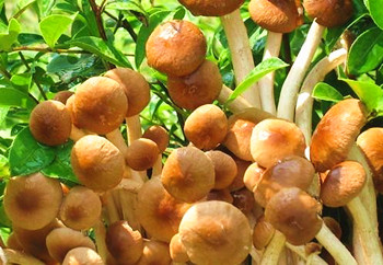 保亭茶樹(shù)菇：菌蓋細(xì)嫩、柄脆、昧純香、鮮美可口