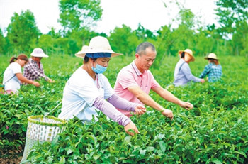 澄邁萬(wàn)昌苦丁茶場(chǎng)獲評(píng)最美綠色食品企業(yè)