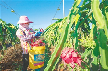 紅明農(nóng)場公司助力海墾優(yōu)質(zhì)農(nóng)副產(chǎn)品找到高端“買家”