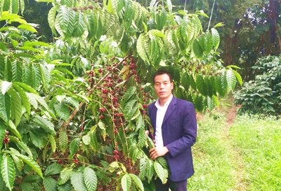 白沙隕石嶺咖啡產(chǎn)業(yè)越做越大種植規(guī)模達(dá)5000畝以上