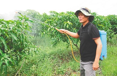 昌江村民符祥文放牛、養(yǎng)魚、種芒果，唱響致富田園牧歌