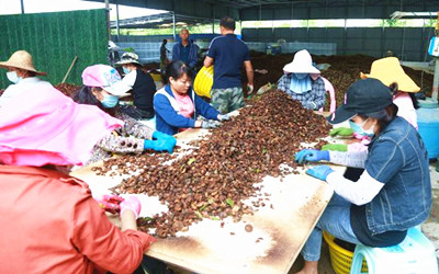 昌江：油茶種植效益好，吸引更多人加入