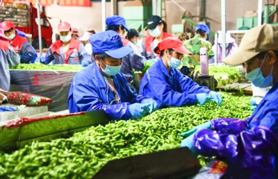 昌江：毛豆正迎來(lái)采摘季，村民收入可觀