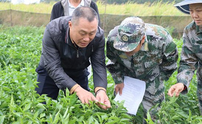 昌江縣農(nóng)技中心為種植戶(hù)送去冬季瓜菜防寒技術(shù)