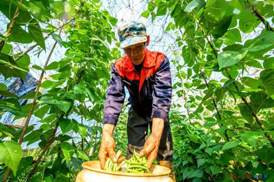 海口：村民們都在忙著種養(yǎng)耕作，農(nóng)作物長勢喜人