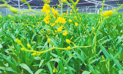 白沙打安村特色種養(yǎng)潛力大，產(chǎn)業(yè)發(fā)展勢頭喜人