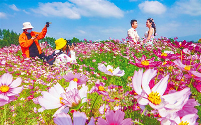 昌江：以市場為導向，高質(zhì)量發(fā)展花卉產(chǎn)業(yè)