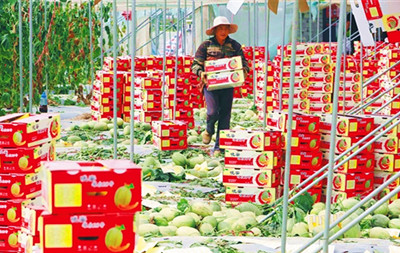 東方冬季瓜菜正批量收摘上市，哈密瓜價格走俏