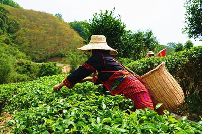 五指山水滿鄉(xiāng)早春茶開(kāi)摘了，節(jié)后大規(guī)模上市