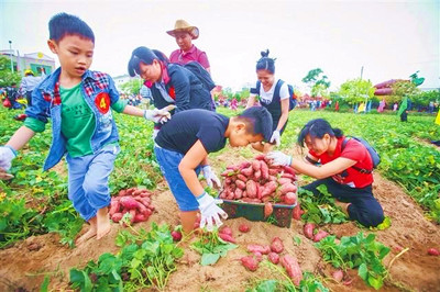 澄邁橋頭地瓜迎收獲季，遠(yuǎn)銷北京、日本、加拿大等地