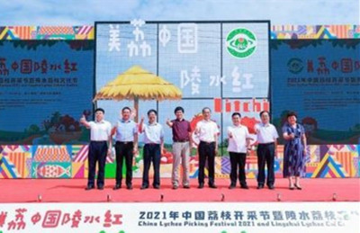 海南陵水荔枝“搶鮮”批量上市，每斤十幾元至四十元