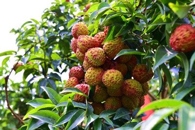 ?？诨鹕嚼笾α料嗍讓弥袊鴩H消費品博覽會