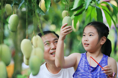 兩百多名游客走進(jìn)昌江，品嘗芒果濃郁鮮香
