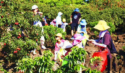 海口采摘游：荔枝比更新鮮、果味更濃