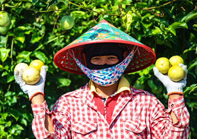 白沙：科學(xué)種植“精品果”，百香果品牌影響力日漸提升
