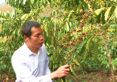 成宗培：打造白沙咖啡品牌，做大做強咖啡產(chǎn)業(yè)