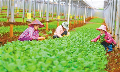 ?？谵r(nóng)光互補(bǔ)常年蔬菜基地種植周期縮短近半個月