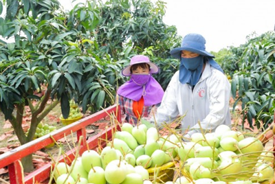 阿里天天特賣品牌產(chǎn)地牽手陵水芒果