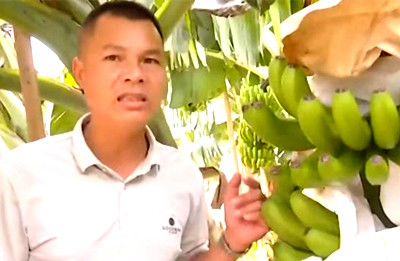 昌江香蕉成熟卻愁壞蕉農(nóng)，急盼收購