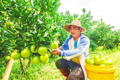白沙和海墾龍江農(nóng)場公司加快“白沙紅橙”區(qū)域品牌創(chuàng)建