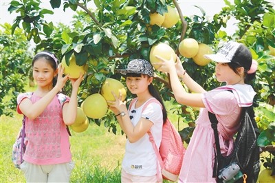 儋州：特色品牌帶動 推進農(nóng)業(yè)提質(zhì)增效