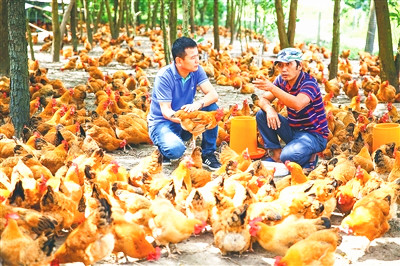 “傳味模式”實(shí)現(xiàn)業(yè)態(tài)互補(bǔ)，為鄉(xiāng)村振興注入持久動(dòng)力