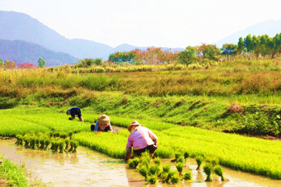 昌江：村民們?cè)谠绱簳r(shí)分開始搶春插秧
