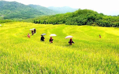 何瓊妹：通過“三保一促”扛起保障國家糧食安全海南擔當