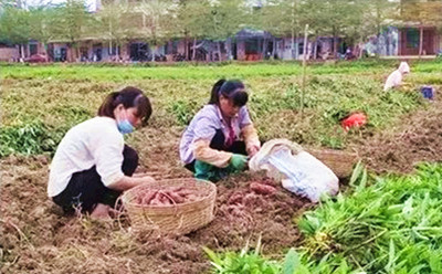 澄邁金江鎮(zhèn)山口村地瓜品質(zhì)好，賣出好價錢