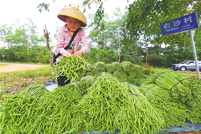 ?？冢涸绱呼龟懤m(xù)采摘，“綠色通道”確保銷售無憂