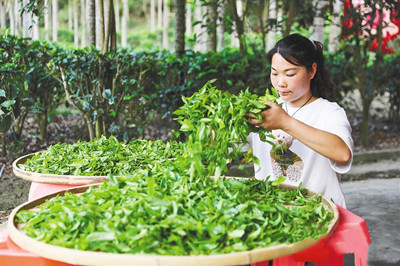 五指山毛納村：茶農(nóng)開(kāi)始抱團(tuán)發(fā)展，茶葉銷往全國(guó)各地