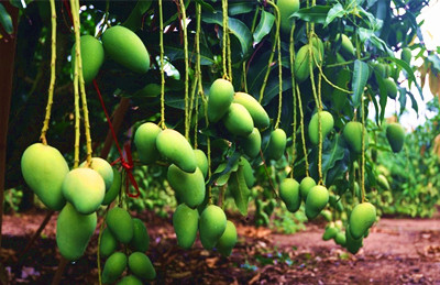 海南芒果：產(chǎn)品結(jié)構(gòu)單一，品質(zhì)待進一步提升