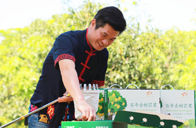 昌江青年打造百年古樹芒果品牌，創(chuàng)建種源保護(hù)示范基地