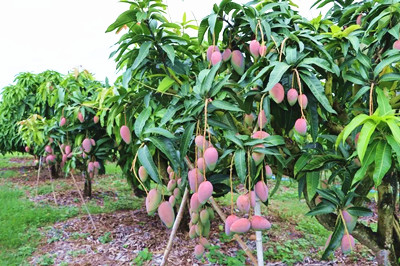 昌江：多渠道提升芒果市場競爭力，推動芒果產(chǎn)業(yè)提質(zhì)增效
