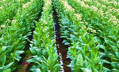 五指山打造雪茄煙旅游莊園，提高雪茄煙產(chǎn)業(yè)綜合產(chǎn)值