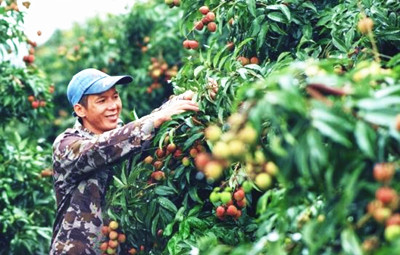 海南：科技賦能、新品培育、品牌打造，荔枝釋放產(chǎn)業(yè)潛能