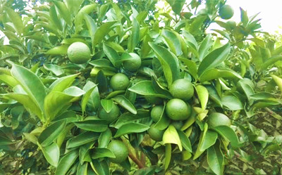 澄邁福橙品牌借助科技力量，穩(wěn)定提升產(chǎn)品質(zhì)量